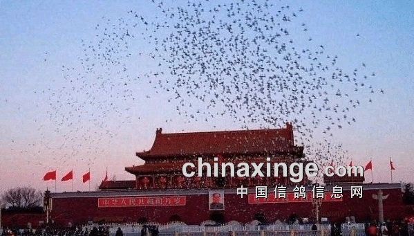 2021中国鸽界那点事： 神奇小鸟 弘腾轶事 鸽儿难飞…-第1张图片-足球直播_足球免费在线高清直播_足球视频在线观看无插件-24直播网