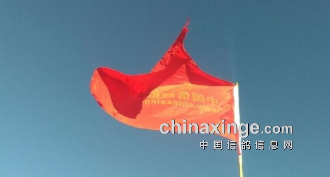 2021中国鸽界那点事： 神奇小鸟 弘腾轶事 鸽儿难飞…-第2张图片-足球直播_足球免费在线高清直播_足球视频在线观看无插件-24直播网