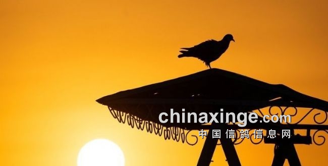 2021中国鸽界那点事： 神奇小鸟 弘腾轶事 鸽儿难飞…-第3张图片-足球直播_足球免费在线高清直播_足球视频在线观看无插件-24直播网